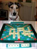 Puzzles4Pooches
