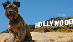 Hollywood Scandal for Dogs for Diggers