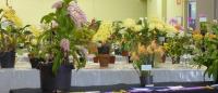 Nmqoc Inc Charity Spectacular Orchid Show