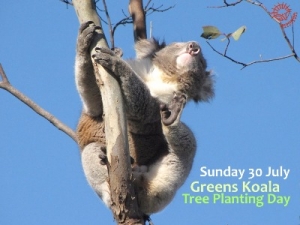 Jul 30 Koala Tree Planting for National Tree Day - Little River VIC
