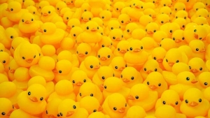 Jan 21 Annual Duck Derby And Family Fun Day 2017 - Basin View NSW