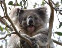 Koala Conservation Day - Little River VIC