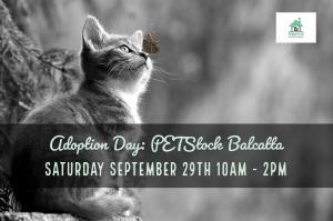 Cat and Kitten Adoption Day @ PETStock Balcatta - Perth Rescue Angels