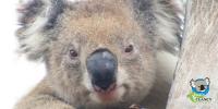 Koala Clancy Foundation Launch Party - South Melbourne