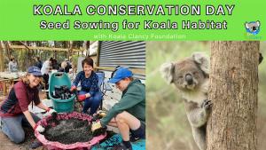 Koala Conservation Day: Seed Sowing for Koala Habitat