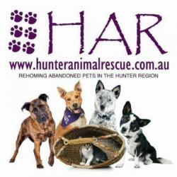 Hunter Animal Rescue Foster Carer Information Session