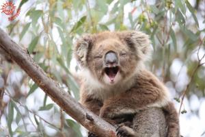 Koala Conservation Day