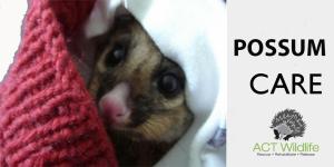 Possum Care - ACT Wildlife
