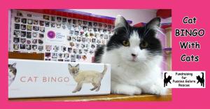 Cat Bingo with Cats Fundraiser