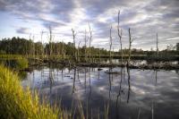 Cranebrook Wetlands Rescue