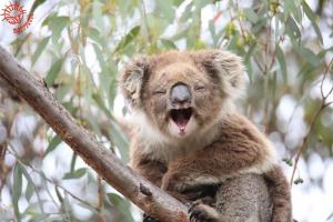 Koala Conservation Day : Transplanting koala seedlings!
