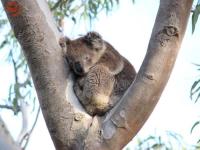 Koala Conservation + Beach Clean Day