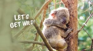 Noosa Biosphere Wild Koala Gala 2021