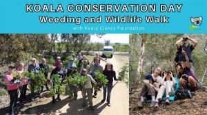 Koala Conservation Day: Weeding and Wildlife Walk