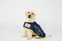 Seeing Eye Dogs: Puppy and Foster Carer Information Night - Geelong