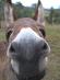 This is Amadeus... a very lucky donkey rescued and owned by Heike at Boonah Donkey Sanctuary in Qld. He is one of our keen supporters!!