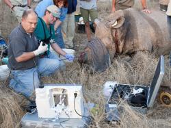 Poached Rhino being treated