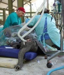 Naledi baby elephant surgery