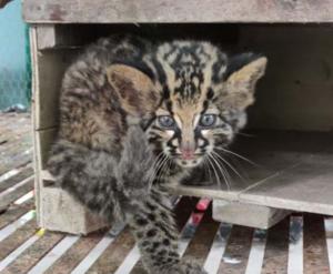 Rescued Leopard Cat Kitten