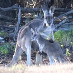 Female Red Kangaroo and Joey 